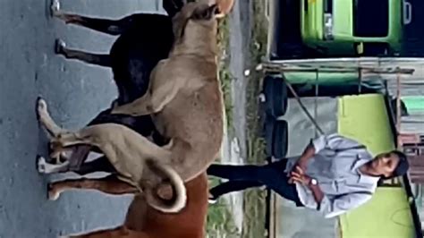 Ngentot sama hewan viral .